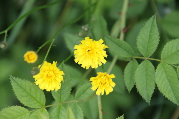 photo of Smooth Hawk's Beard