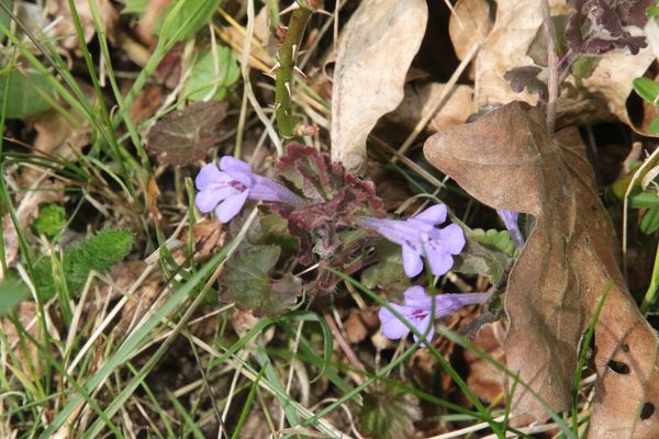 photo of Ground Ivy