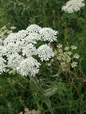 photo of Hogweed