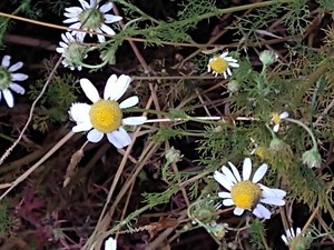 photo of Corn Chamomile