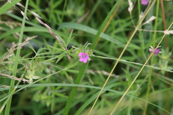 photo of Cut Leaved Crane's Bill