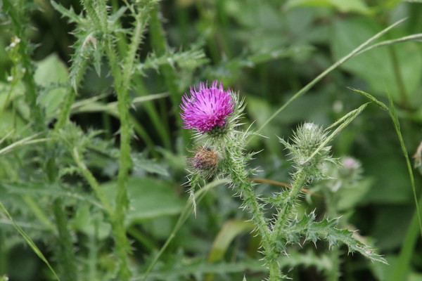 photo of Welted Thistle