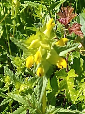 photo of Yellow Rattle