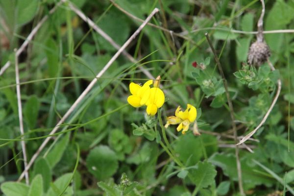 photo of Bird's Foot Trefoil