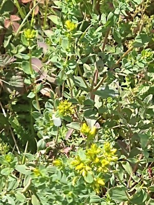 photo of Perforate St. John's Wort