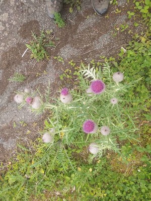 photo of Woolly Thistle