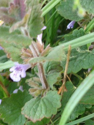 photo of Ground Ivy