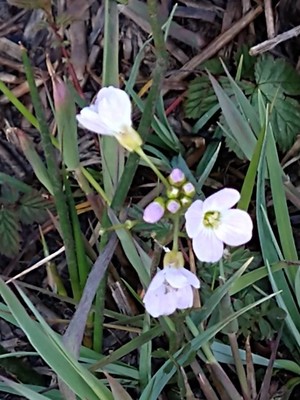 photo of Cuckoo Flower