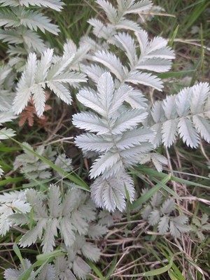 photo of Silverweed