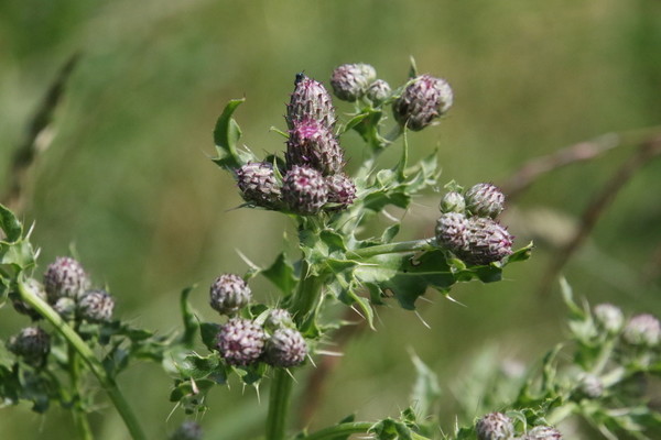 photo of Creeping Thistle