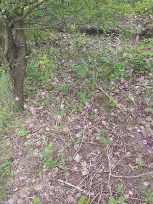 photo of Pyramidal Orchid