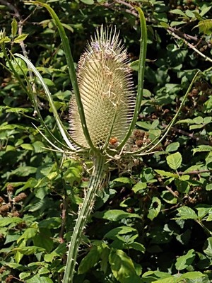 photo of Teasel