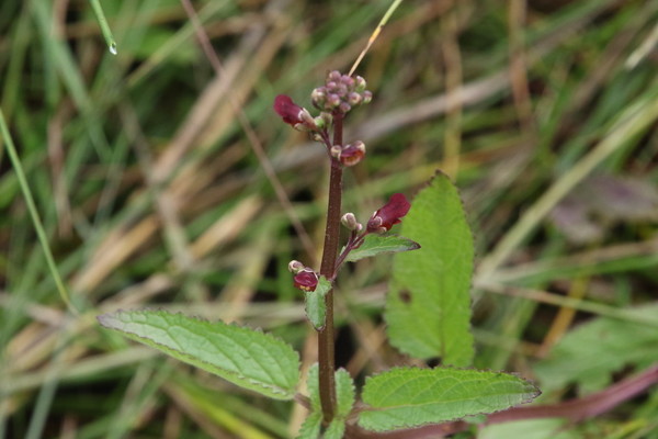 photo of Water Figwort