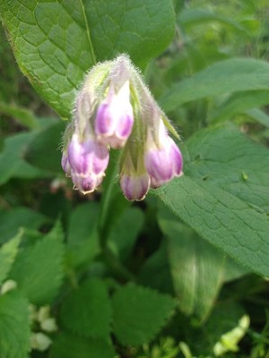 photo of Common Comfrey