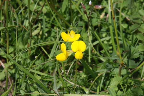 photo of Bird's Foot Trefoil