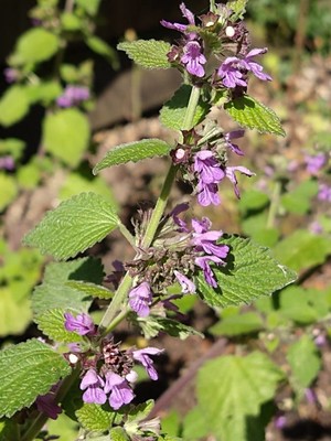 photo of Black Horehound