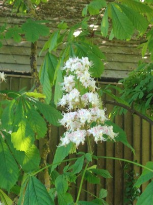 photo of Horse Chestnut