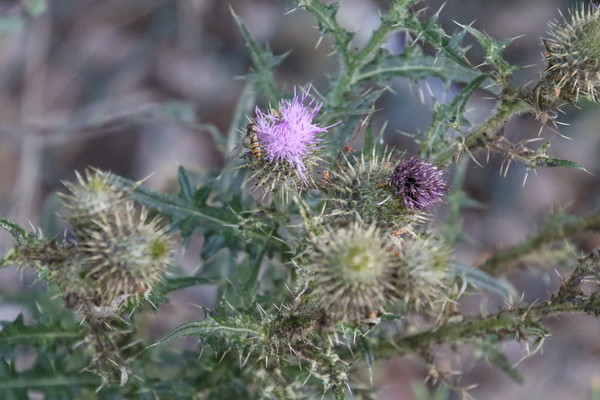 photo of Spear Thistle