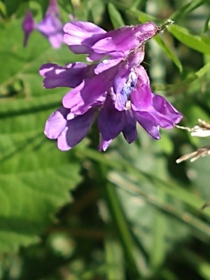 photo of Fodder Vetch