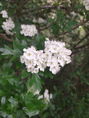 photo of Hawthorn