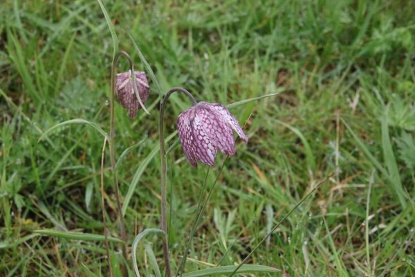 photo of Snake's Head Fritillary