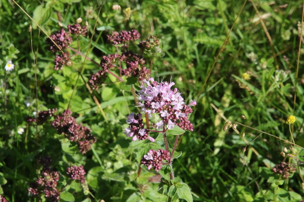 photo of Wild Marjoram