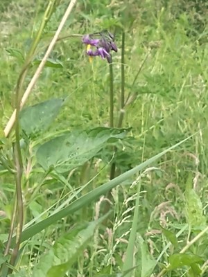 photo of Bittersweet