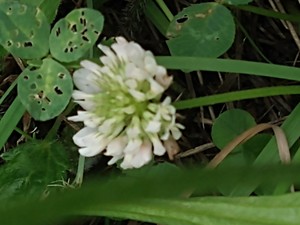 photo of White Clover