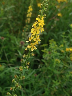 photo of Agrimony
