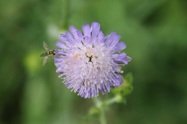 photo of Field Scabious