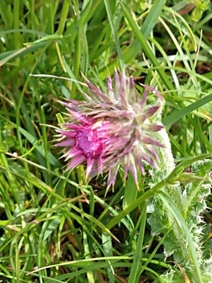 photo of Nodding Or Musk Thistle