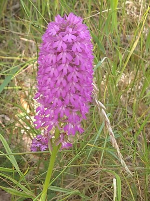 photo of Pyramidal Orchid