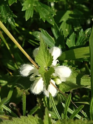 photo of White Dead Nettle
