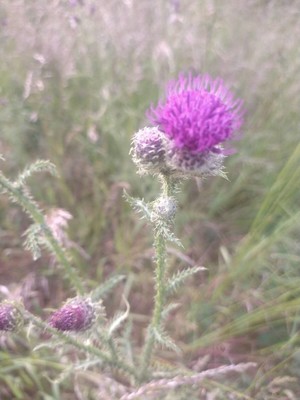 photo of Spear Thistle