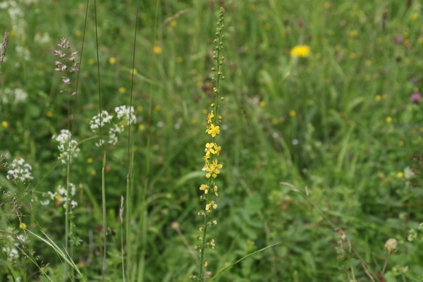 photo of Agrimony