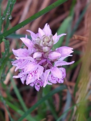 photo of Common Spotted Orchid