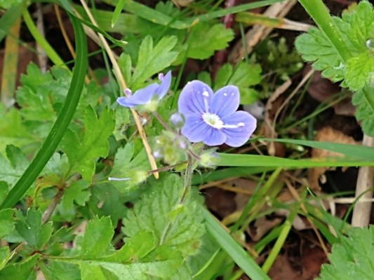 photo of Germander Speedwell