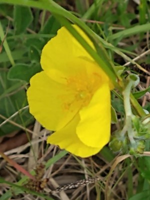 photo of Common Rockrose