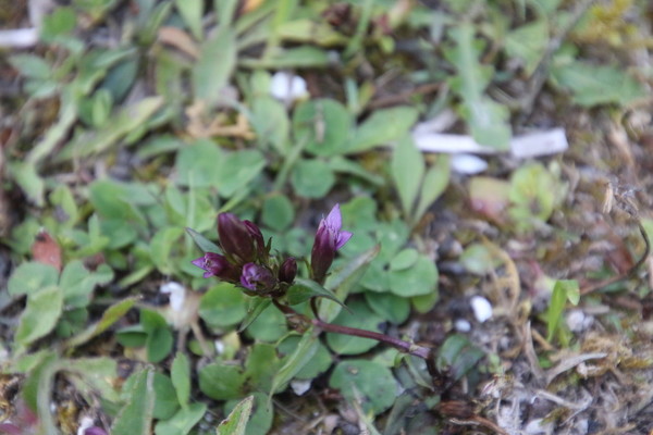photo of Autumn Gentian