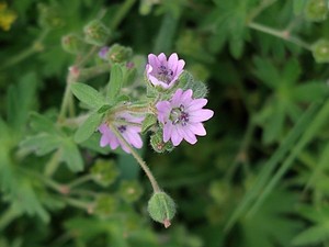photo of Dove's Foot Crane's Bill