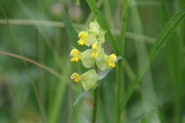 photo of Yellow Rattle