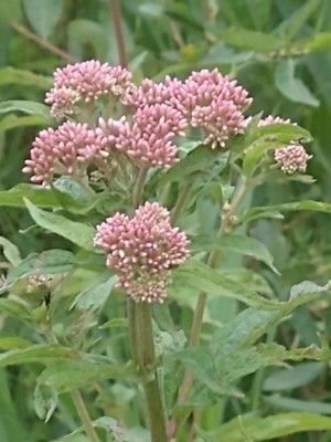photo of Hemp Agrimony