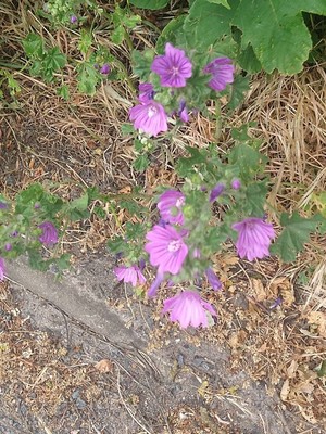 photo of Common Mallow