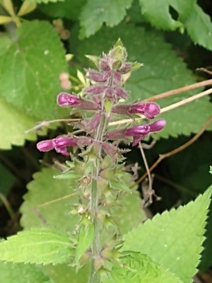 photo of Hedge Woundwort
