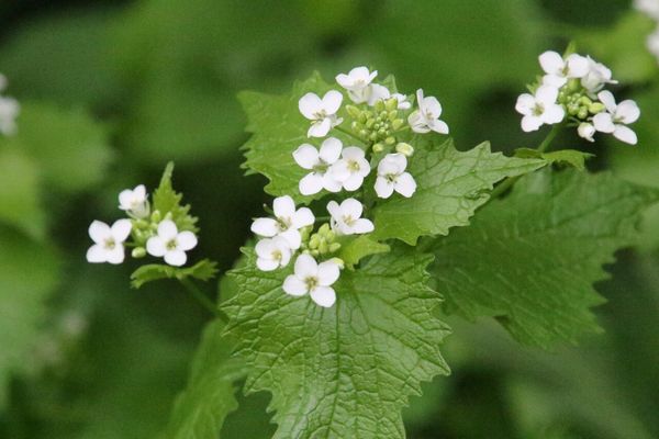 photo of Garlic Mustard