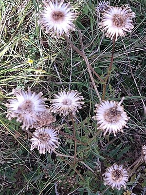 photo of Greater Knapweed