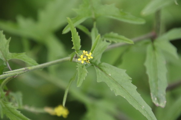 photo of Hedge Mustard