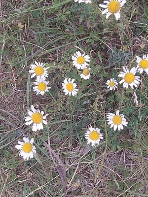 photo of Oxeye Daisy