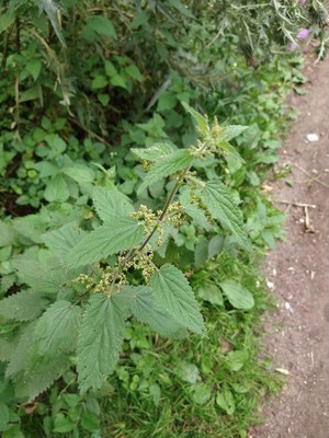 photo of Common Nettle