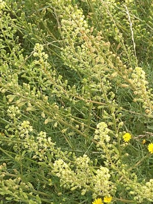 photo of Wild Mignonette